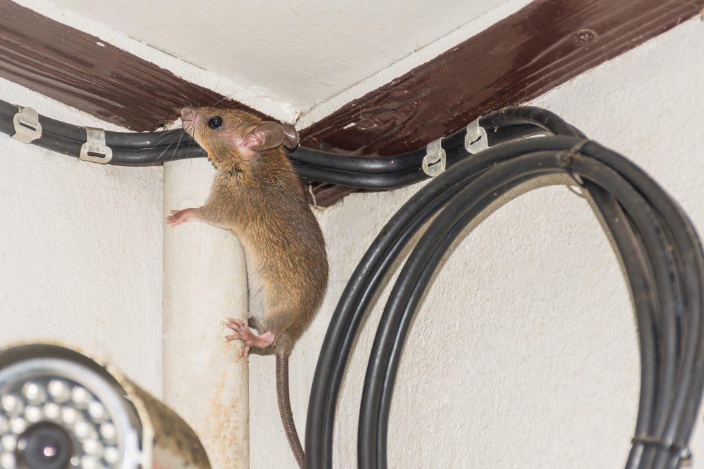 Rat Pest Control in Essex