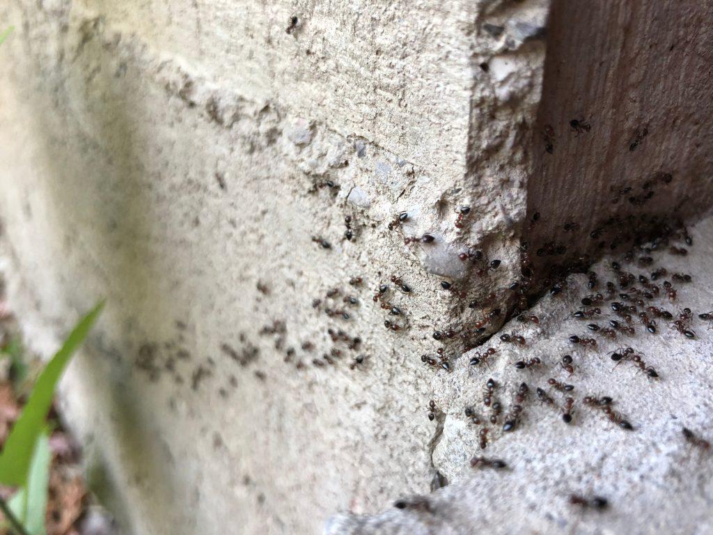 Ant Pest Control in Essex