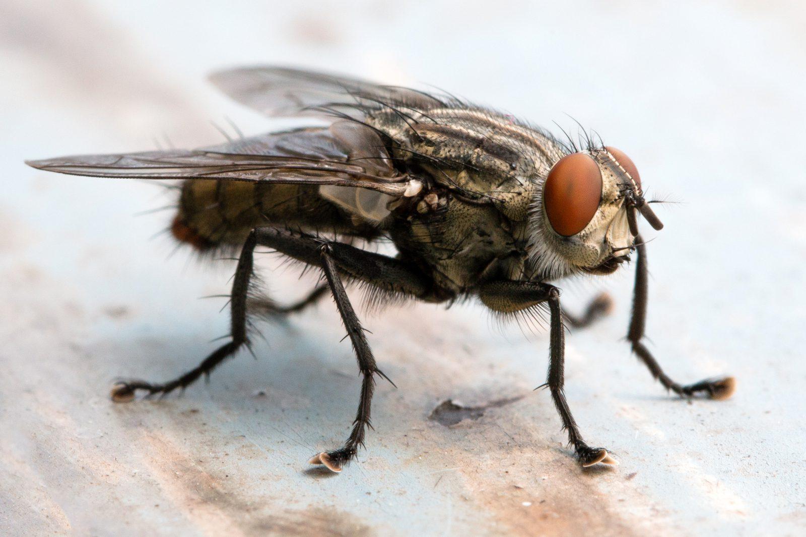 Fly Pest Control in Essex