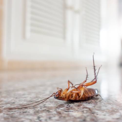 cockroach pest control essex