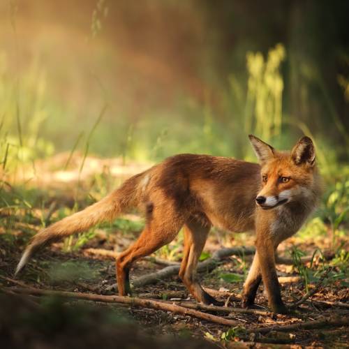 fox pest control essex
