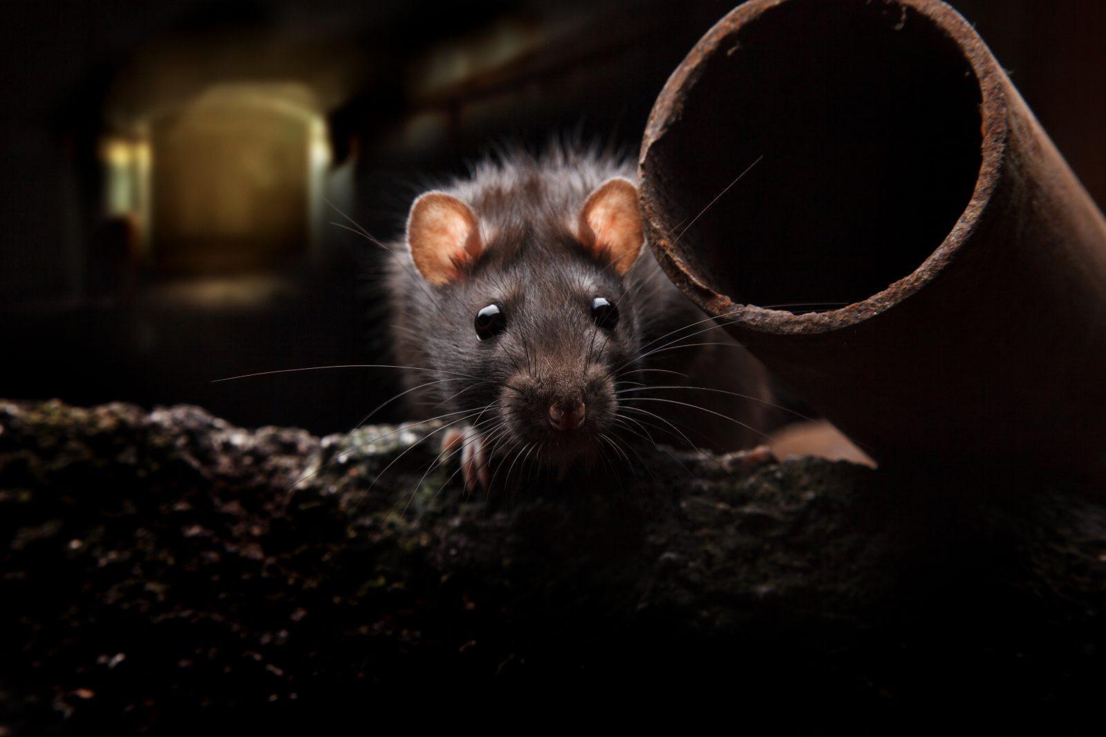 What Rats Do in the Winter, and How to Keep Them Away