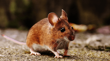 Top tips for dealing with indoor mice this winter