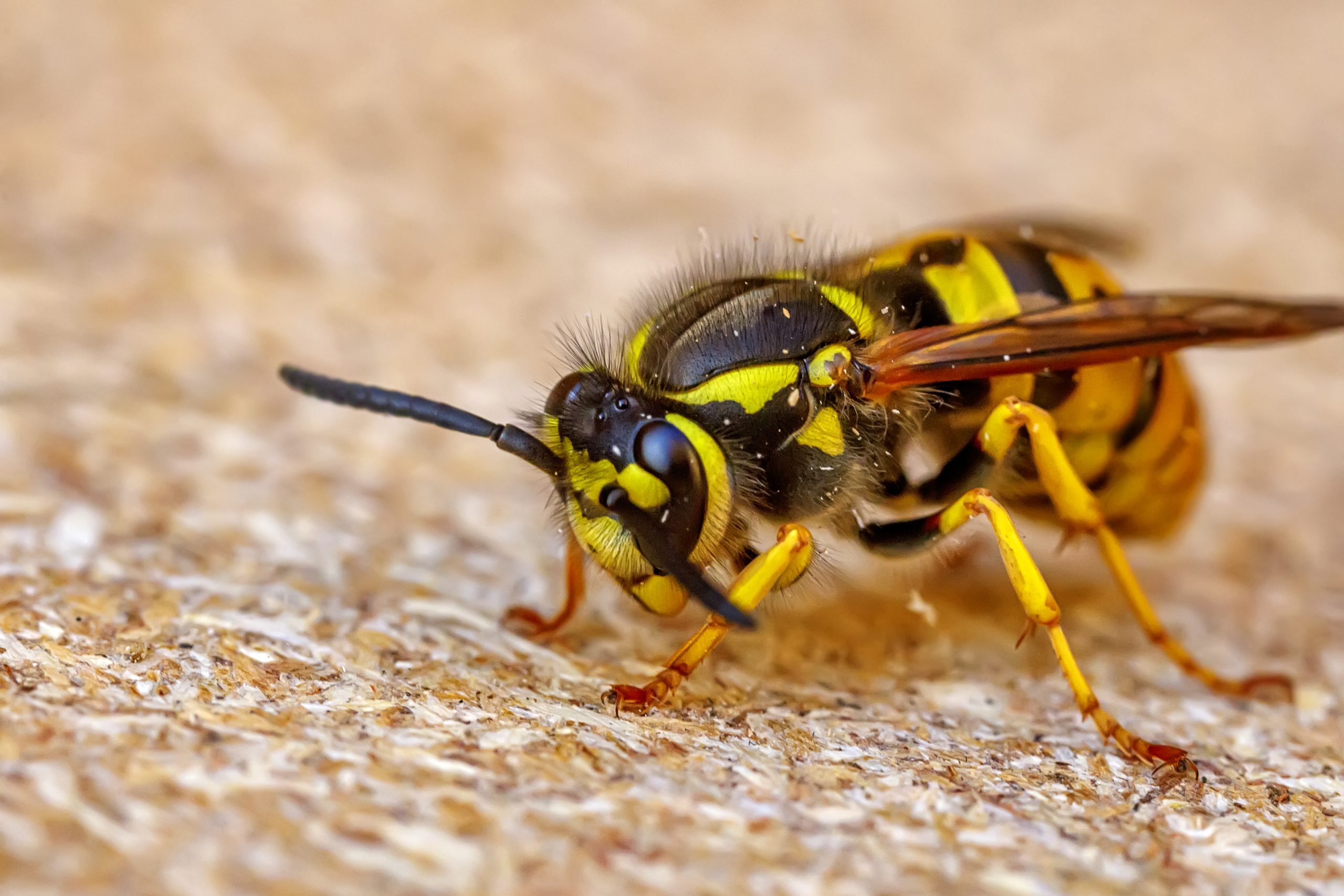 Close up of one danger wasp. Blurred background