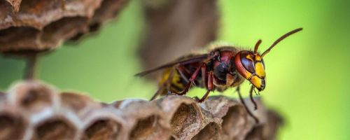 how to identify the difference between wasps and bees